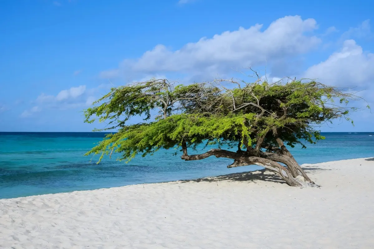 Árbol fofoti inclinado en la playa de arena blanca de Aruba