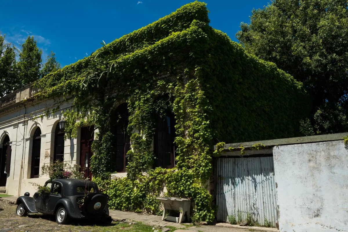 Casa antigua cubierta de hiedra con auto clásico en Colonia