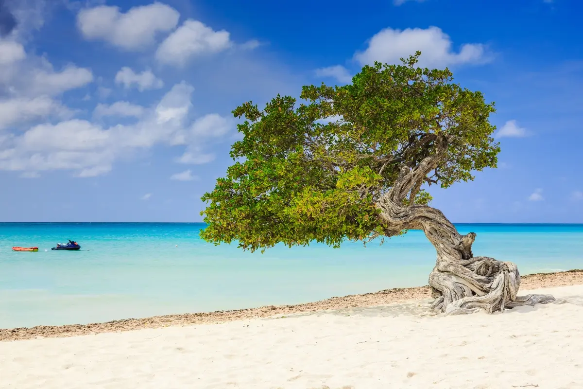 Árbol fofoti inclinado en Eagle Beach, Aruba