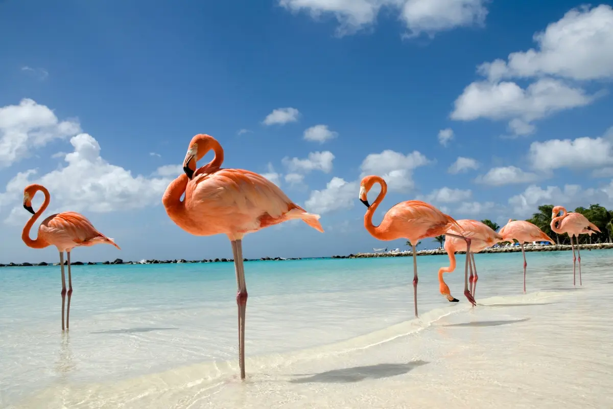 Flamencos rosados en aguas cristalinas de una playa de Aruba